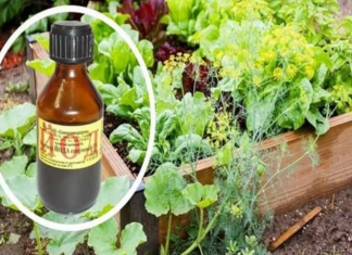 SAMO JEDNA KAP JODA MOŽE DA SPASI BAŠTU: Od truljenja, gljivičnih infekcija i pepelnice! Evo kako se koristi