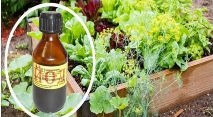 SAMO JEDNA KAP JODA MOŽE DA SPASI BAŠTU: Od truljenja, gljivičnih infekcija i pepelnice! Evo kako se koristi