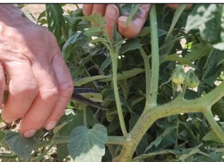 KADA i zašto se uklanjaju donji listovi na paradajzu?