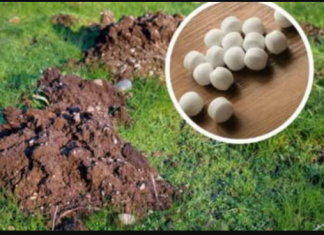 Baci OVO u krtičnjak: Krtice više neće ulaziti u tvoj vrt!