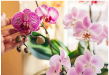 Kako da naterate orhideju da ponovo procveta? 2 supene kašike rastvora za 5 dana će napraviti čudo