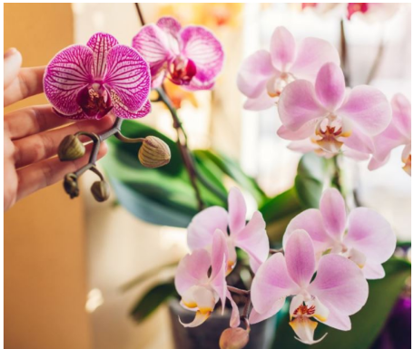 Kako da naterate orhideju da ponovo procveta? 2 supene kašike rastvora za 5 dana će napraviti čudo