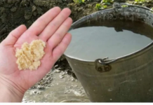 Kad uvodu dodam OVO, sve biljke bukte kao požar: Tajna obilne žetve, paradajza, krastavci i prekrasne sobne biljke!