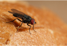 Stavite samo jednu grančicu ove biljke na sto i otjeraćete sve muhe