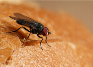 Stavite samo jednu grančicu ove biljke na sto i otjeraćete sve muhe