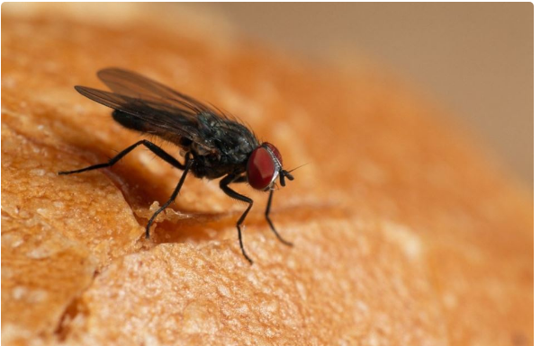 Stavite samo jednu grančicu ove biljke na sto i otjeraćete sve muhe