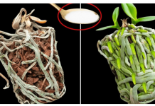 Samo joj dajte 1 kašiku i uništena ORHIDEJA će niknuti mnogo novih korijena!