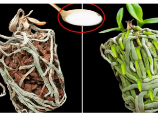 Samo joj dajte 1 kašiku i uništena ORHIDEJA će niknuti mnogo novih korijena!