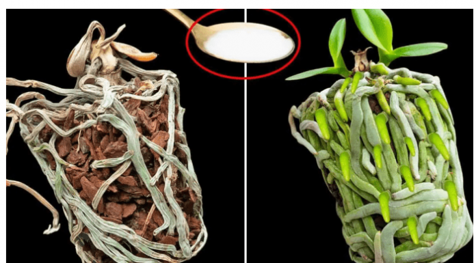 Samo joj dajte 1 kašiku i uništena ORHIDEJA će niknuti mnogo novih korijena!