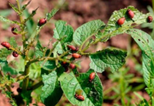 Moj komšija nikada nema nijednu zlaticu na svom KROMPIRU: Zaboravite hemiju, ovo je njegova tajna!