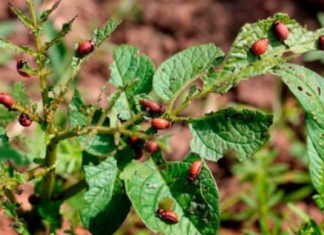 Moj komšija nikada nema nijednu zlaticu na svom KROMPIRU: Zaboravite hemiju, ovo je njegova tajna!