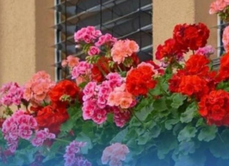 Spasite biljke tokom toplotnog udara: Dodajte jedan neobičan sastojak u vodu za zalijevanje