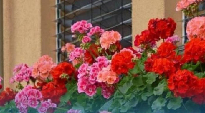 Spasite biljke tokom toplotnog udara: Dodajte jedan neobičan sastojak u vodu za zalijevanje