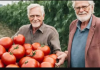 Moj djed zna TAJNU obilne žetve paradajza: Ako OVO uradite, vaši paradajzi će brže rasti i biti dvostruko veći!