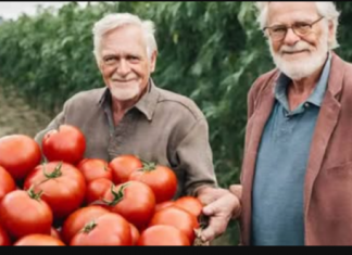 Moj djed zna TAJNU obilne žetve paradajza: Ako OVO uradite, vaši paradajzi će brže rasti i biti dvostruko veći!