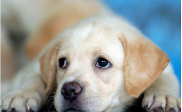 SRCE ĆE VAS ZABOLETI: Stavili su KAMERU oko vrata PSA lutalice, pogledajte kako izgleda jedan njegov dan