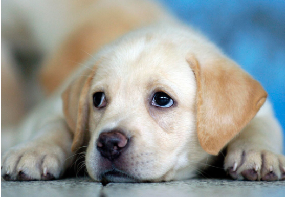 SRCE ĆE VAS ZABOLETI: Stavili su KAMERU oko vrata PSA lutalice, pogledajte kako izgleda jedan njegov dan