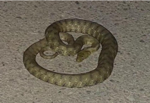 AKO VIDITE DA ZMIJE IDE PREMA VAMA, URADITE OVO NOGOM I OTERAĆETE JE: Od toga beži kao đavo od krsta