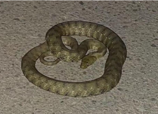 AKO VIDITE DA ZMIJE IDE PREMA VAMA, URADITE OVO NOGOM I OTERAĆETE JE: Od toga beži kao đavo od krsta