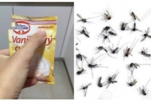 SAMO 1 PAKETIĆ VANILIN ŠEĆERA I NE TREBA VAM REPELENT: Savršen trik za omražene komarce, djeluje bolje od kemije!
