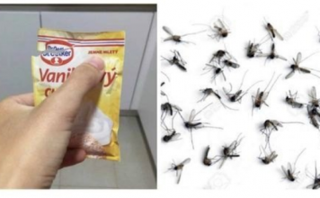 SAMO 1 PAKETIĆ VANILIN ŠEĆERA I NE TREBA VAM REPELENT: Savršen trik za omražene komarce, djeluje bolje od kemije!