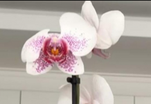 Žena otkrila kako joj orhideja cvjeta 12 godina bez prestanka: EVO U ČEMU JE CAKA, krajnje je jednostavno
