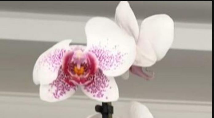 Žena otkrila kako joj orhideja cvjeta 12 godina bez prestanka: EVO U ČEMU JE CAKA, krajnje je jednostavno