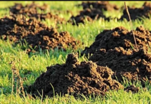 Krtice se ovoga užasno plaše: Stavite ga u rupu i NIKADA IH VIŠE NEĆETE VIDJETI