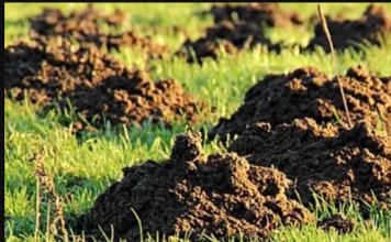 Krtice se ovoga užasno plaše: Stavite ga u rupu i NIKADA IH VIŠE NEĆETE VIDJETI