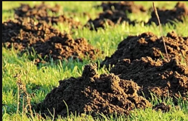 Krtice se ovoga užasno plaše: Stavite ga u rupu i NIKADA IH VIŠE NEĆETE VIDJETI