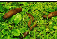 Odrezani komad ostavite da leži u bašti: RIJEŠIT ĆETE SE SVIH PUŽEVA!