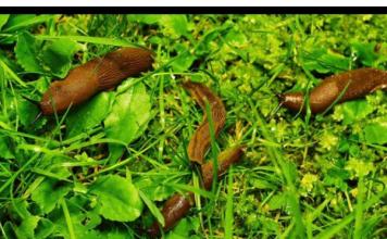 Odrezani komad ostavite da leži u bašti: RIJEŠIT ĆETE SE SVIH PUŽEVA!