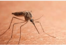 Prirodni saveznici protiv komaraca – mirisna oružja za bezbrižno ljeto