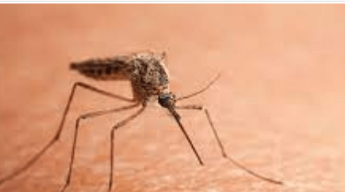 Prirodni saveznici protiv komaraca – mirisna oružja za bezbrižno ljeto