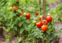 Znate li zašto paradajzu treba davati obično SIRĆE u julu? To je glavni razlog zašto mi svake godine svi moji susjedi zavide moju žetvu!