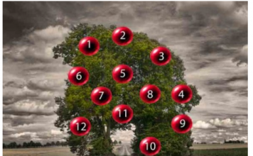 DRVO ŽELJA! ZAMISLITE JEDNU ŽELJU I IZABERITE 1 BROJ SA DRVETA: Evo da li će vam se želja ostvariti