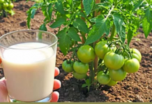 Hitno spasi povrće u bašti od toplog talasa i suše! Prirodno djubrivo i navodnjavanje kap po kap!