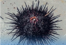 OPREZ, OVO JE DOBRO ZNATI: Evo šta da radite ako stanete na ježa ili vas oprži meduza na moru