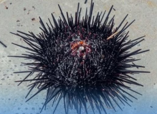 OPREZ, OVO JE DOBRO ZNATI: Evo šta da radite ako stanete na ježa ili vas oprži meduza na moru