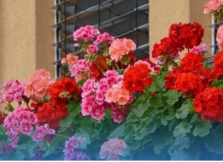 Spasite biljke tokom toplotnog udara: Dodajte jedan neobičan sastojak u vodu za zalijevanje