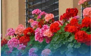 Spasite biljke tokom toplotnog udara: Dodajte jedan neobičan sastojak u vodu za zalijevanje