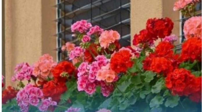 Spasite biljke tokom toplotnog udara: Dodajte jedan neobičan sastojak u vodu za zalijevanje