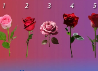 TEST LIČNOSTI: Odaberite najljepšu ružu i saznajte kada će vam se NAJVEĆA želja ispuniti