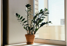 Zamija se ne stavlja bilo gdje: Samo jedno mjesto u domu privlači novac i sreću