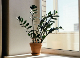 Zamija se ne stavlja bilo gdje: Samo jedno mjesto u domu privlači novac i sreću