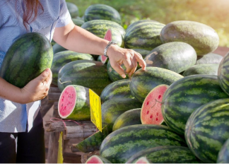 KUCAJTE JE DO SUTRA, OVE TRIKOVE VAM NEĆE REĆI NA PIJACI! Znate li pravilno da izaberete SLATKU lubenicu – evo kako