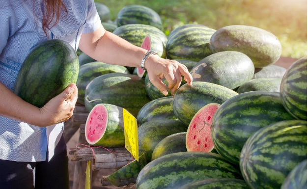 KUCAJTE JE DO SUTRA, OVE TRIKOVE VAM NEĆE REĆI NA PIJACI! Znate li pravilno da izaberete SLATKU lubenicu – evo kako