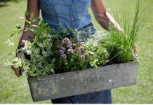 Ove biljke uspijevaju zajedno u istoj saksiji,a previdno mirišu!
