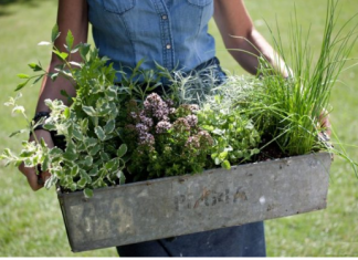 Ove biljke uspijevaju zajedno u istoj saksiji,a previdno mirišu!