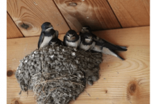 AKO IMATE GNIJEZDO LASTAVICA, nipošto ga ne dirajte: Evo šta ono znači prema narodnom vjerovanju